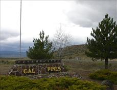 CA Pines.