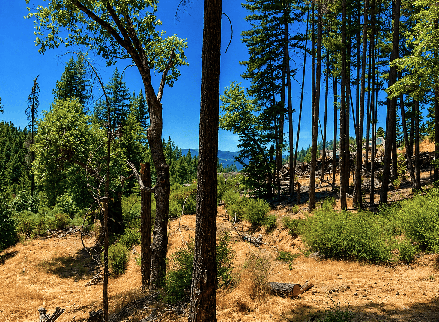 owner financed 3.34 acres trinity county ca 360 POWER LINE RD HAYFORK, CA 96041的来源图片